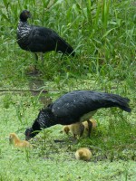 /album/fotogaleria/camungos-jpg/